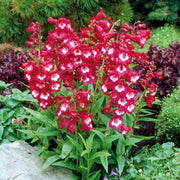Penstemon Seeds - Arabesque Red (Beardtongue) - AAS Winner - Caribbean garden seed