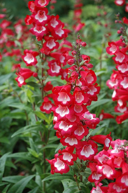 Penstemon Seeds - Arabesque Red (Beardtongue) - AAS Winner - Caribbean garden seed