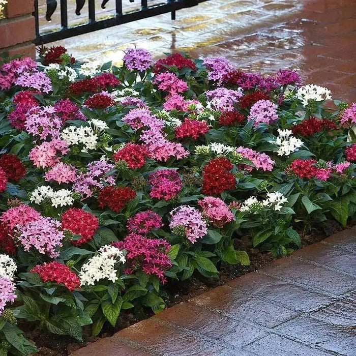 PENTAS BEEBRIGHT  (LIVE PLANTS) Annual flowers - Caribbean garden seed