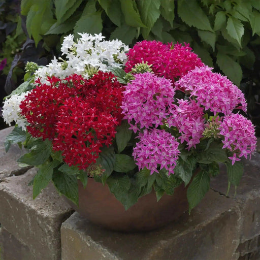 PENTAS BEEBRIGHT MIXED (PEL SEEDS) -Annual flowers - Caribbean garden seed
