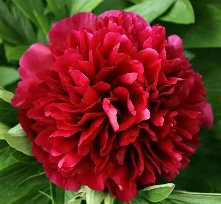 PEONY, Benjamín Franklin (Bareroots Plant) 3-4 Eyes, Perennial Shrub. - Caribbean garden seed