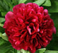 PEONY, Benjamín Franklin (Bareroots Plant) 3-4 Eyes, Perennial Shrub. - Caribbean garden seed