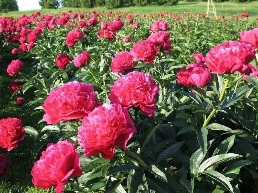 PEONY, Benjamín Franklin (Bareroots Plant) 3-4 Eyes, Perennial Shrub. - Caribbean garden seed