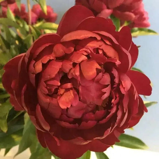 PEONY, Benjamín Franklin (Bareroots Plant) 3-4 Eyes, Perennial Shrub. - Caribbean garden seed