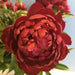 PEONY, Benjamín Franklin (Bareroots Plant) 3-4 Eyes, Perennial Shrub. - Caribbean garden seed