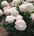 PEONY, Blush Queen (Bareroots Plant) 3-4 Eyes, Perennial Shrub. - Caribbeangardenseed