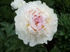 PEONY Blush Queen (Bareroots Plant) 3-4 Eyes, Perennial Shrub. - Caribbean garden seed