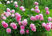 PEONY, Dr. Alex Fleming (Bareroots Plant) 3-4 Eyes, Perennial Shrub. - Caribbeangardenseed