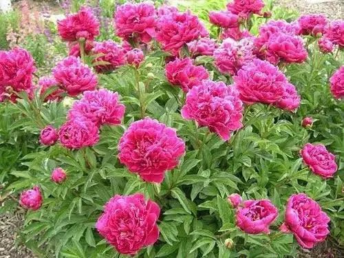 PEONY, Dr. Alex Fleming (Bareroots Plant) 3-4 Eyes, Perennial Shrub. - Caribbean garden seed
