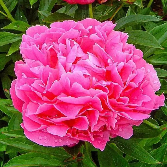 PEONY, Dr. Alex Fleming (Bareroots Plant) 3-4 Eyes, Perennial Shrub. - Caribbean garden seed