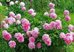 PEONY, Dr. Alex Fleming (Bareroots Plant) 3-4 Eyes, Perennial Shrub. - Caribbean garden seed