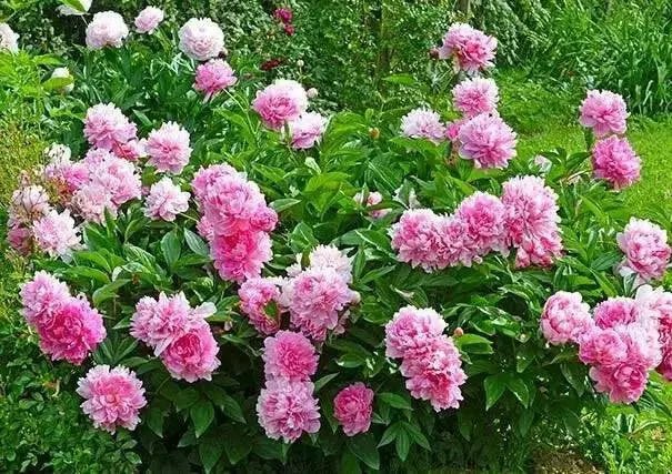 PEONY, Dr. Alex Fleming (Bareroots Plant) 3-4 Eyes, Perennial Shrub. - Caribbean garden seed