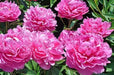 PEONY, Dr. Alex Fleming (Bareroots Plant) 3-4 Eyes, Perennial Shrub. - Caribbean garden seed