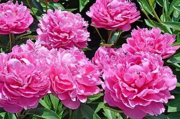 PEONY, Dr. Alex Fleming (Bareroots Plant) 3-4 Eyes, Perennial Shrub. - Caribbean garden seed