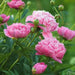 PEONY, Dr. Alex Fleming (Bareroots Plant) 3-4 Eyes, Perennial Shrub. - Caribbean garden seed