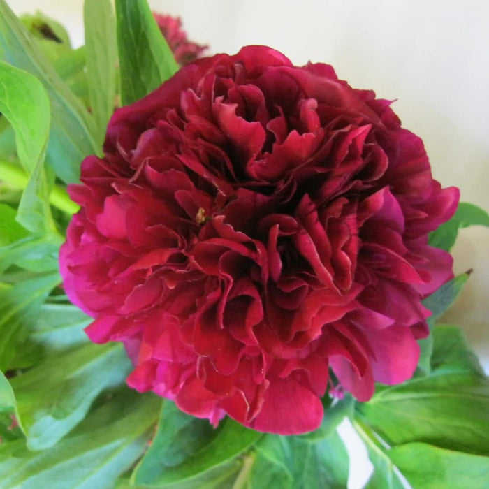Peony  - Felix Crousse , Perennial