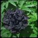 Peony POPPY Seeds - Black Flower ! - Caribbean garden seed