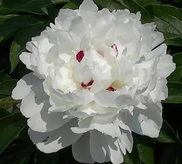 Peony Shirley Temple (Bareroots Plant) 3-4 Eyes, Perennial Shrub. - Caribbeangardenseed