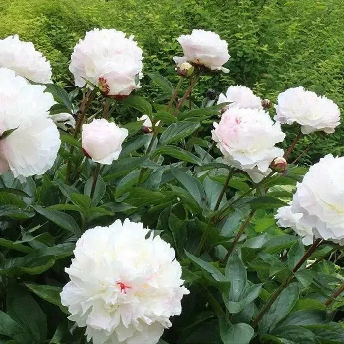 Peony Shirley Temple (Bareroots Plant) 3-4 Eyes, Perennial Shrub. - Caribbean garden seed
