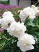Peony Shirley Temple (Bareroots Plant) 3-4 Eyes, Perennial Shrub. - Caribbean garden seed