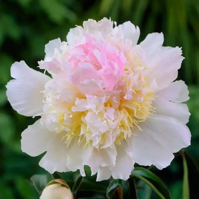 Peony Top Brass (Bareroots Plant) 3-4 Eyes, Perennial Shrub. - Caribbean garden seed