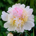Peony Top Brass (Bareroots Plant) 3-4 Eyes, Perennial Shrub. - Caribbean garden seed