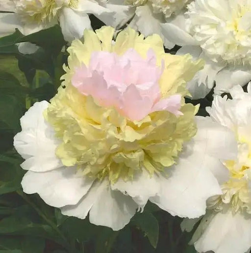 Peony Top Brass (Bareroots Plant) 3-4 Eyes, Perennial Shrub. - Caribbean garden seed