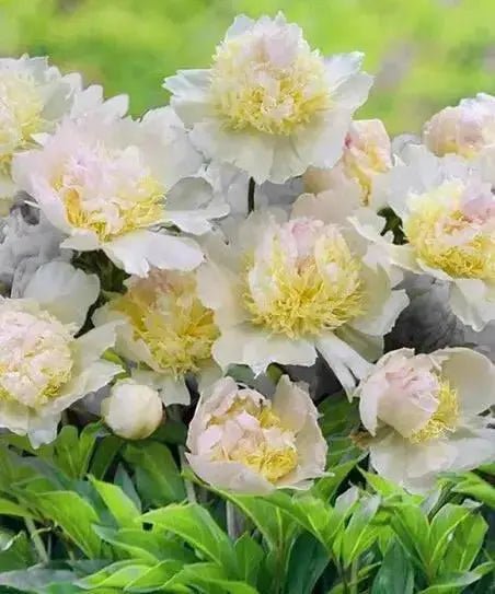 Peony Top Brass (Bareroots Plant) 3-4 Eyes, Perennial Shrub. - Caribbean garden seed