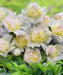 Peony Top Brass (Bareroots Plant) 3-4 Eyes, Perennial Shrub. - Caribbean garden seed