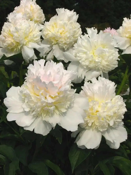 Peony Top Brass (Bareroots Plant) 3-4 Eyes, Perennial Shrub. - Caribbean garden seed