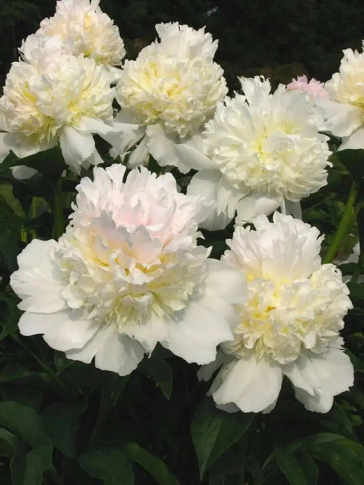 Peony Top Brass (Bareroots Plant) 3-4 Eyes, Perennial Shrub. - Caribbean garden seed