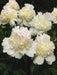 Peony Top Brass (Bareroots Plant) 3-4 Eyes, Perennial Shrub. - Caribbean garden seed