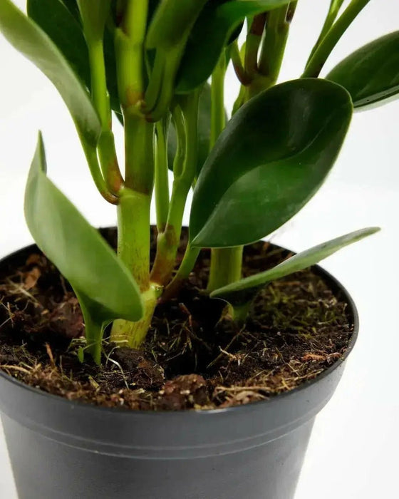 Peperomia BABY RUBBER PLANT  (PLANT) PERENNIAL HOUSEPLANT - Caribbean garden seed