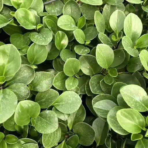 Peperomia BABY RUBBER PLANT  (PLANT) PERENNIAL HOUSEPLANT - Caribbean garden seed