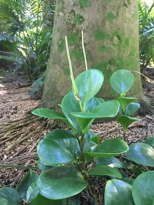 Peperomia BABY RUBBER PLANT  (PLANT) PERENNIAL HOUSEPLANT - Caribbean garden seed