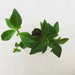 Peperomia Trinervula. LIVE STARTER PLANT ) cascading evergreen - Caribbean garden seed