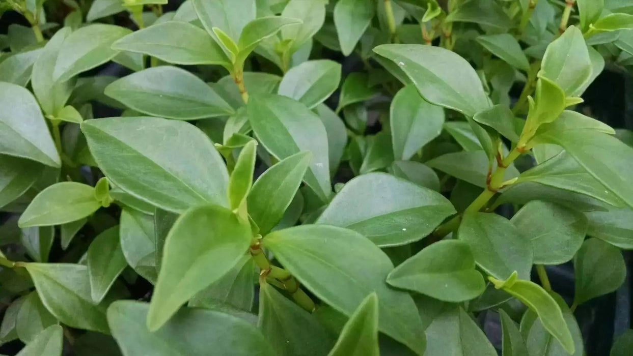 Peperomia Trinervula. LIVE STARTER PLANT ) cascading evergreen - Caribbean garden seed