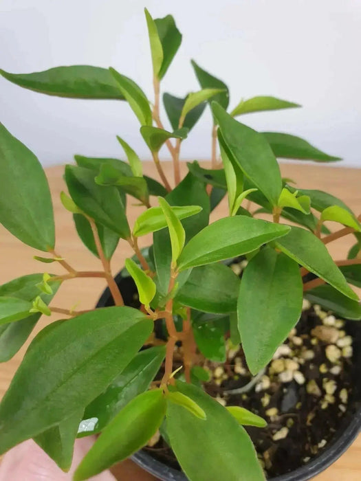 Peperomia Trinervula. LIVE STARTER PLANT ) cascading evergreen - Caribbean garden seed