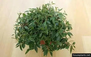 Peperomia Trinervula. LIVE STARTER PLANT ) cascading evergreen - Caribbean garden seed