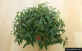 Peperomia Trinervula. LIVE STARTER PLANT ) cascading evergreen - Caribbean garden seed