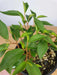 Peperomia Trinervula. LIVE STARTER PLANT ) cascading evergreen - Caribbean garden seed