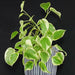 Peperomia Variegated  (LIVE STARTER PLANT ) cascading evergreen - Caribbean garden seed
