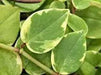 Peperomia Variegated  (LIVE STARTER PLANT ) cascading evergreen - Caribbean garden seed