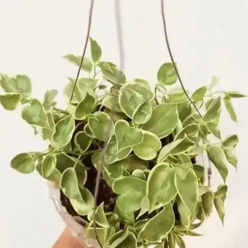 Peperomia Variegated  (LIVE STARTER PLANT ) cascading evergreen - Caribbean garden seed