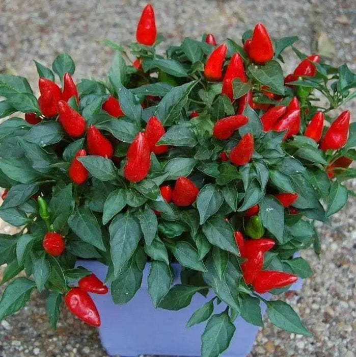 Pepper- Ornamental-Cubana Multicolor ,Edible Christmas Pepper ~25 Seeds - Caribbeangardenseed