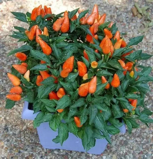 Pepper Ornamental-Cubana Orange ,Edible Christmas Pepper ~20 Seeds - Caribbean garden seed