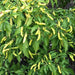 PEPPER SEED- Aribibi Gusano' Caterpillar Pepper'  (Capsicum chinense) Heirloom from Bolivia. - Caribbean garden seed