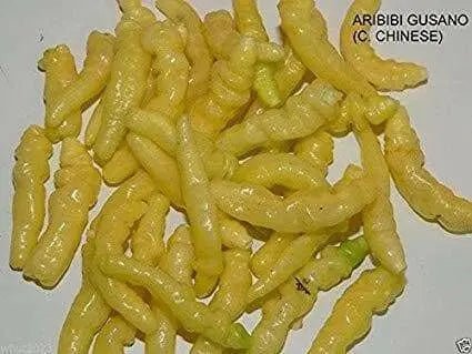 PEPPER SEED- Aribibi Gusano' Caterpillar Pepper'  (Capsicum chinense) Heirloom from Bolivia. - Caribbean garden seed