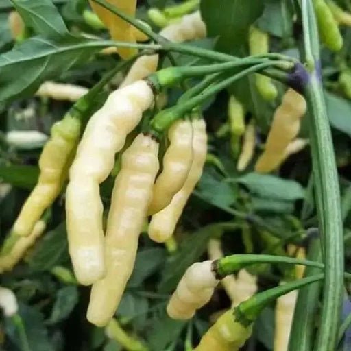 PEPPER SEED- Aribibi Gusano' Caterpillar Pepper'  (Capsicum chinense) Heirloom from Bolivia. - Caribbean garden seed