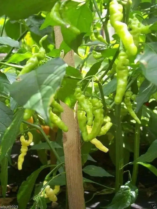 PEPPER SEED- Aribibi Gusano' Caterpillar Pepper'  (Capsicum chinense) Heirloom from Bolivia. - Caribbean garden seed